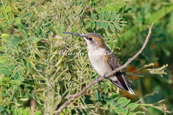 Ruby-throated Hummingbird 18 - September 1,  2023 Oakwood Lakes State Park