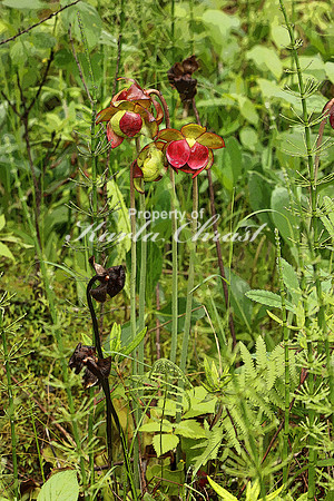 Pitcher Plant - June 17, 2016 Lake Bemidji State Park Minnesota