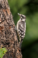 Downy Woodpecker 18 - June 30, 2016
