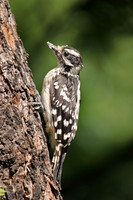 Downy Woodpecker 16 - June 30, 2016