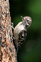 Downy Woodpecker 17 - June 30, 2016