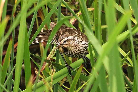 Red-Winged Blackbird 2, Female - June 18, 2016 Rydell National Wildlife Refuge Minnesota
