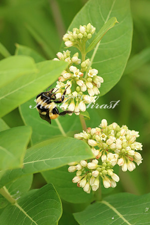 Bumble Bee 9 - June 18, 2016 Rydell National Wildlife Refuge Minnesota