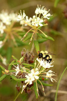Bumble Bee 10 - June 16, 2016 Big Bog State Recreation Area Minnesota