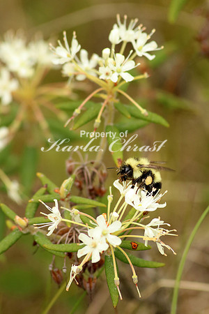 Bumble Bee 10 - June 16, 2016 Big Bog State Recreation Area Minnesota