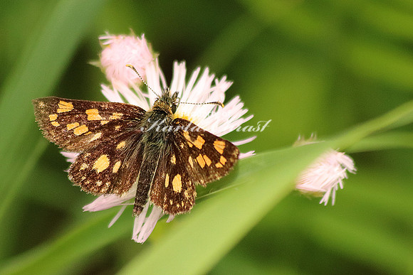 Common Checkered Skipper 2 - June 16, 2016 Big Bog State Recreation Area Minnesota