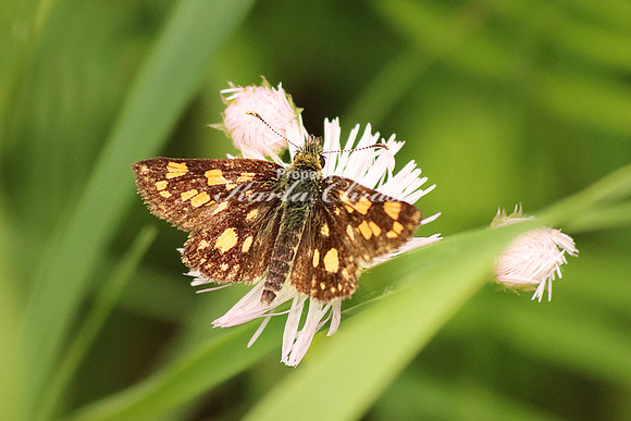 Common Checkered Skipper 3 - June 16, 2016 Big Bog State Recreation Area Minnesota