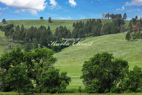 Custer State Park 73 - June 12, 2023