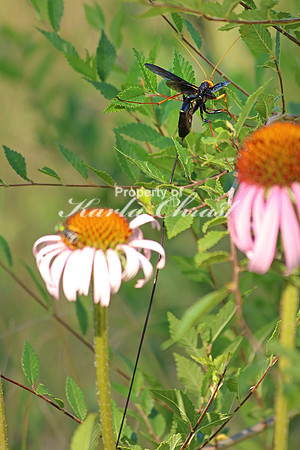 Ichneumon Wasp 3 - July 2, 2016 Glacial Lakes State Trail Minnesota