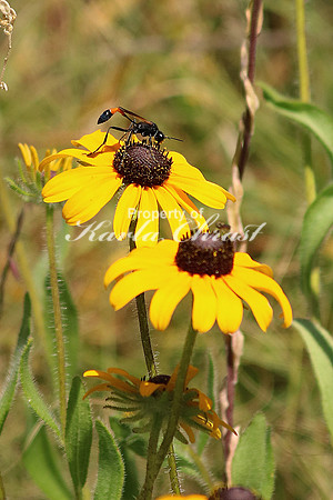 Thread-waisted Wasp 2 - July 2, 2016 Glacial Lakes State Trail Minnesota