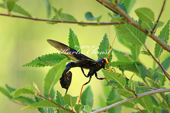 Ichneumon Wasp 2 - July 2, 2016 Glacial Lakes State Trail Minnesota