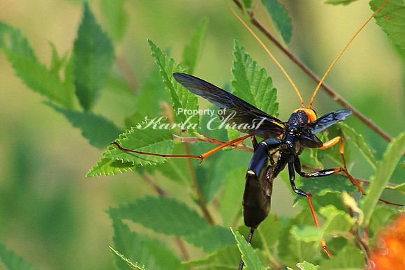 Ichneumon Wasp 1 - July 2, 2016 Glacial Lakes State Trail Minnesota