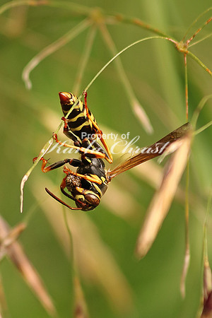 Northern Paper Wasp  1 - July 4, 2016 Dakota Rail Regional Trail Minnesota