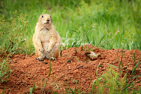 Black-tailed Prairie Dog 93 - June 12, 2023 Custer State Park South Dakota