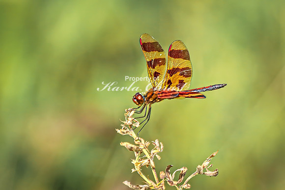 Halloween Pennant 4 - July 30, 2024 North Country National Scenic Trail