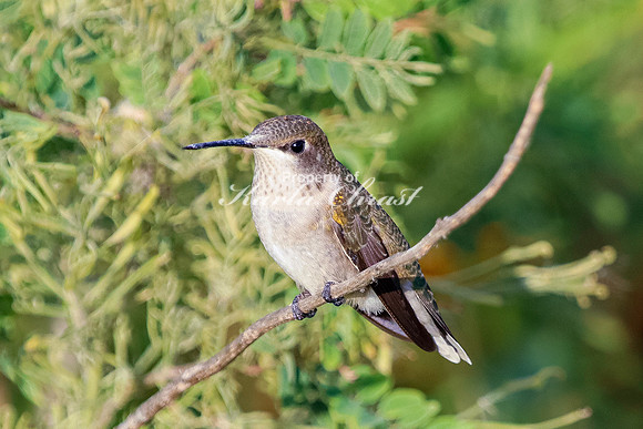 Ruby-throated Hummingbird 23 - September 1,  2023 Oakwood Lakes State Park