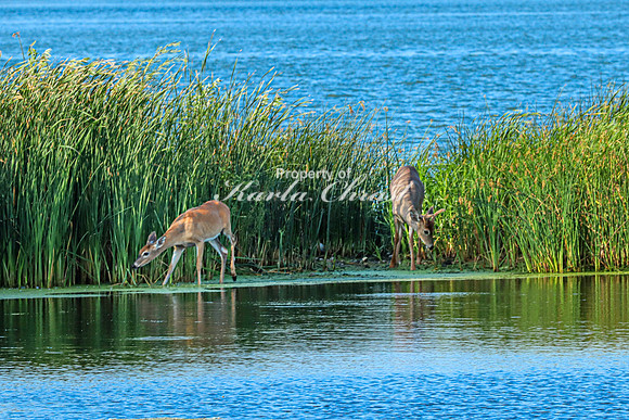Whitetail Deer 23 - September 1,  2023 Oakwood Lakes State Park