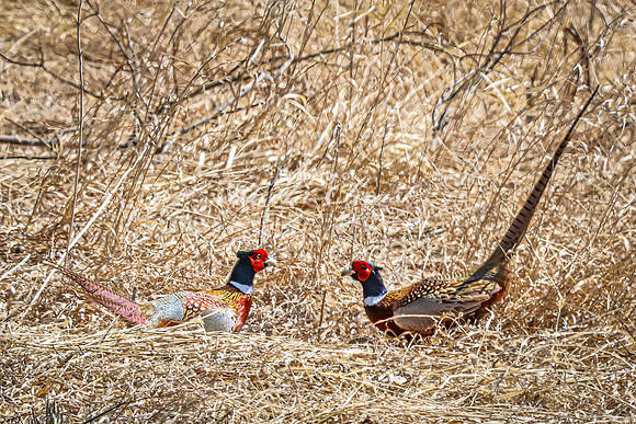 Ring-necked Pheasant, Male 26 - April 11, 2025 - Sioux Poinsett Game Production Area