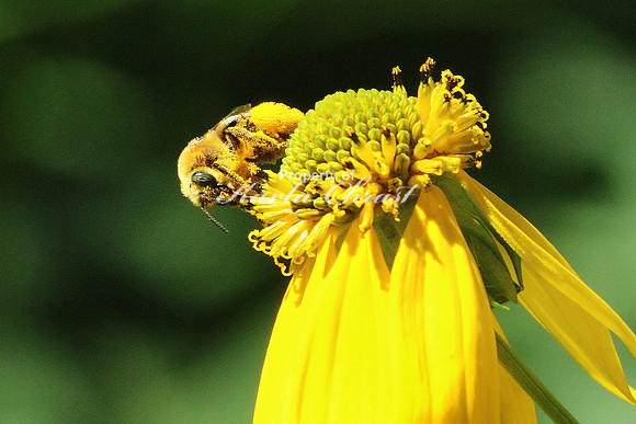 Honey Bee 8 - August 6, 2016 Sakatah Singing Hills State Trail Minnesota