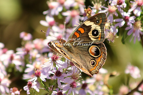Common Buckeye 3 - October 12, 2016 Great Smoky Mountains National Park Tennessee