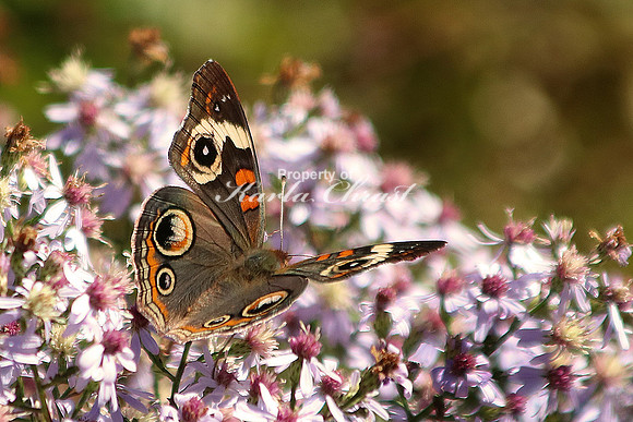 Common Buckeye 1 - October 12, 2016 Great Smoky Mountains National Park Tennessee