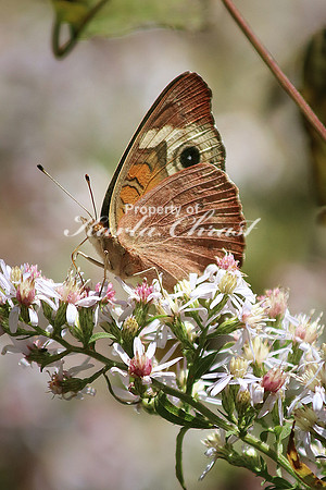 Common Buckeye 2 - October 12, 2016 Great Smoky Mountains National Park Tennessee