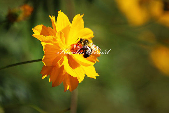 Eastern Carpenter Bee 2 - October 8, 2016 Lincoln Boyhood National Memorial Indiana