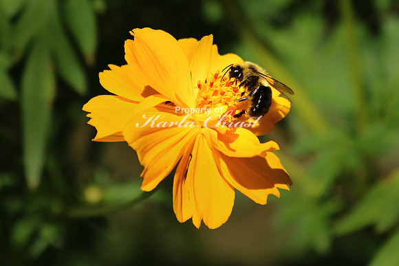 Eastern Carpenter Bee 1 - October 8, 2016 Lincoln Boyhood National Memorial Indiana
