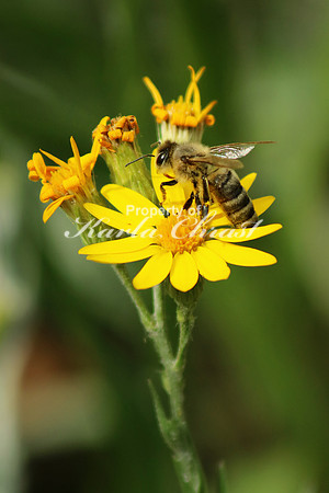 Honey Bee 7 - October 11, 2016 Cumberland Gap National Historical Park