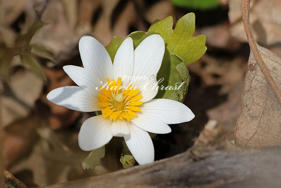 Bloodroot 12