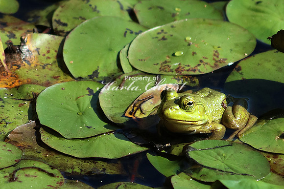 Bullfrog 3