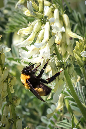 Bumble Bee 19 - June 05, 2024 -Fetterman Massacre Monument Wyoming