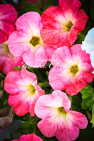 Calibrachoa 2 - June 14, 2023