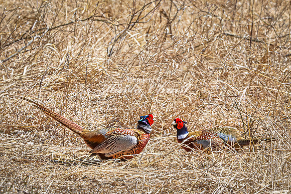 Ring-necked Pheasant, Male 12 - April 11, 2025 - Sioux Poinsett Game Production Area