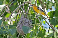 Baltimore Oriole 2 - June 20, 2014 Glacial Lakes State Trail Minnesota
