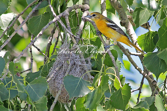Baltimore Oriole 2 - June 20, 2014 Glacial Lakes State Trail Minnesota