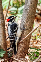 Downy Woodpecker 13 - May 03, 2024