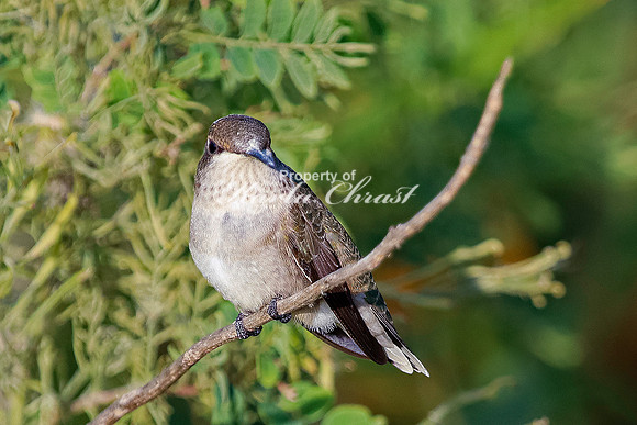 Ruby-throated Hummingbird 25 - September 1,  2023 Oakwood Lakes State Park