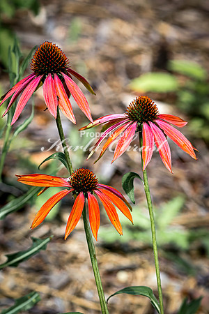 Coneflower, 1 - August 01, 2024
