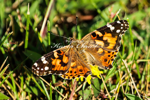 Painted Lady 15 - September 1, 2023 Oakwood Lakes State Park South Dakota