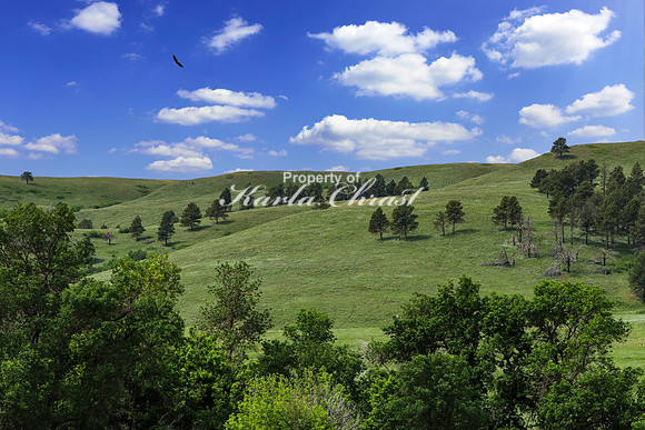 Custer State Park 72 - June 12, 2023