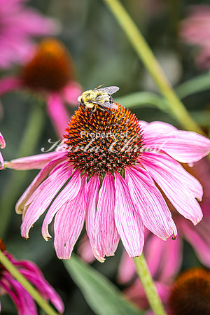 Coneflower, purple 19 - August 01, 2024
