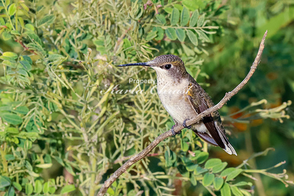 Ruby-throated Hummingbird 19 - September 1,  2023 Oakwood Lakes State Park