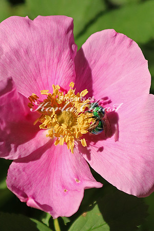 Sweat Bee - June 4, 2017 Sakatah Singing Hills State Trail Minnesota