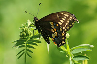 Black Swallowtail 3 - June 4, 2017 Sakatah Singing Hills State Trail Minnesota