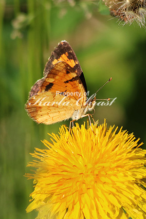 Checkerspot Butterfly - June 4, 2017 Sakatah Singing Hills State Trail Minnesota