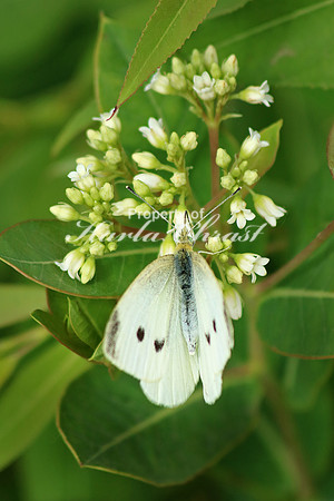 Cabbage White Butterfly 4 - June 16, 2017 Madison Wetland Management District South Dakota