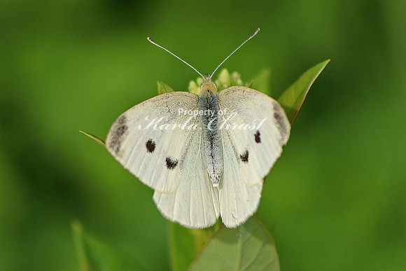 Cabbage White Butterfly 5 - June 16, 2017 Madison Wetland Management District South Dakota