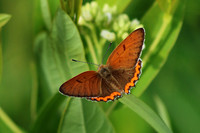 Bronze Copper Butterfly 1 - June 16, 2017 Madison Wetland Management District South Dakota