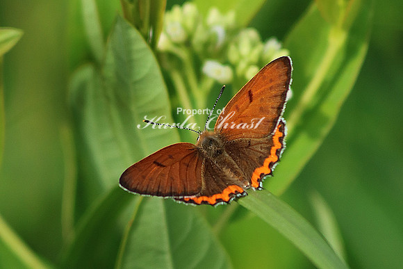 Bronze Copper Butterfly 1 - June 16, 2017 Madison Wetland Management District South Dakota